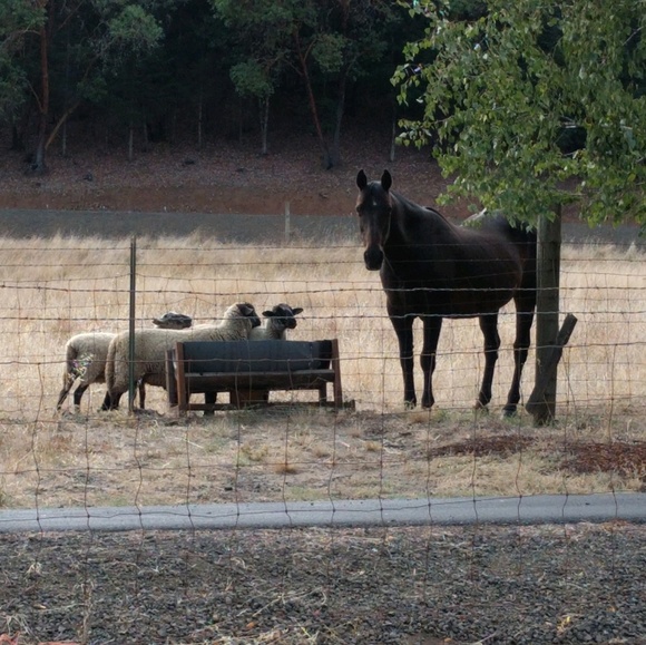 Meet your Posher, Kandi - Picture 1 of 1